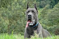 dogue